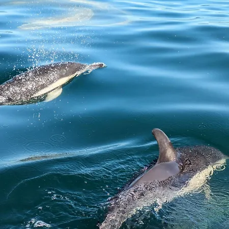 Vistazul * باتاياس