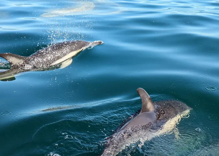 Vistazul * باتاياس